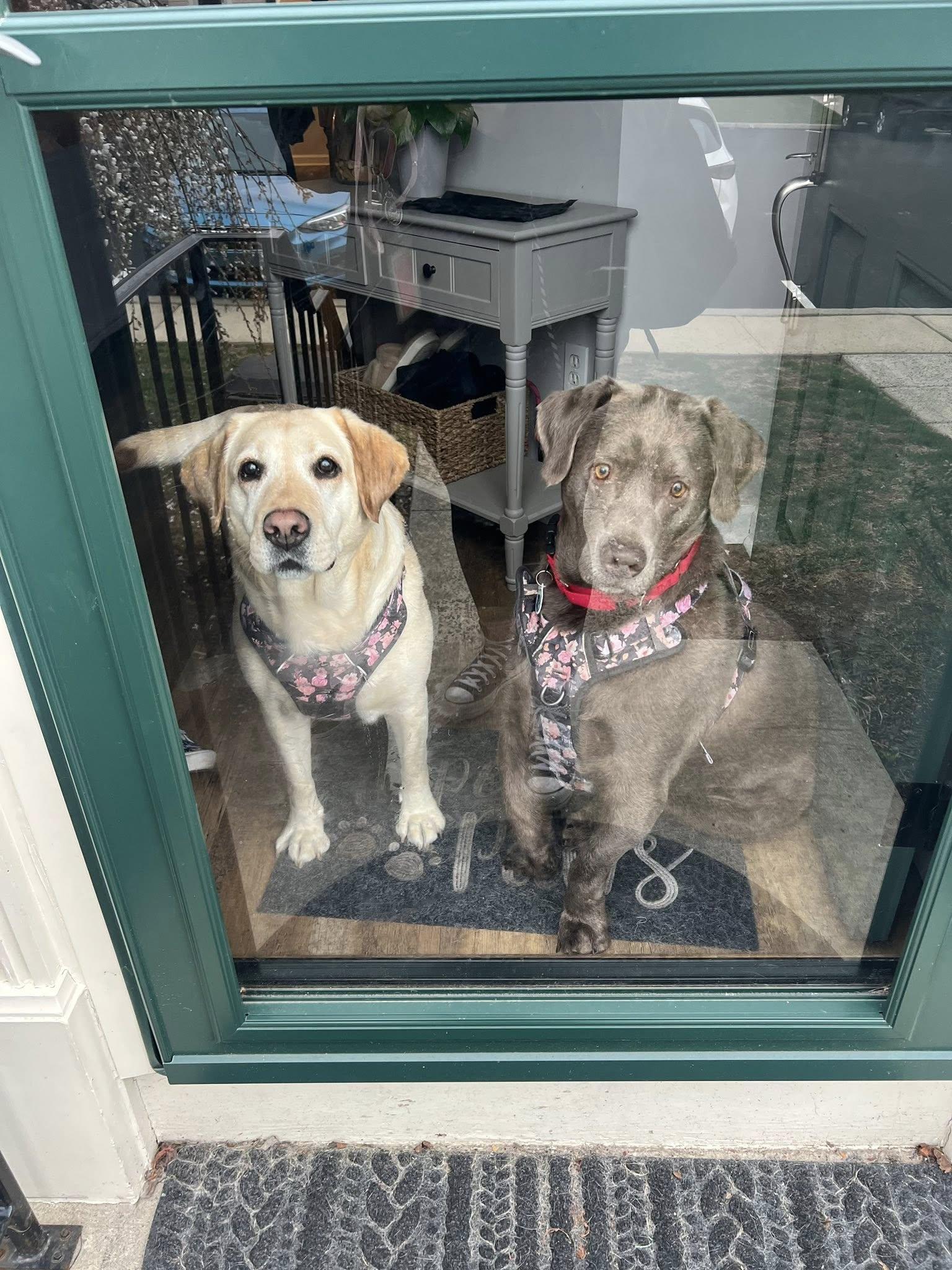 Enlarge Luke, a Adoptable Labrador Retriever in Warrington, PA image 4/6