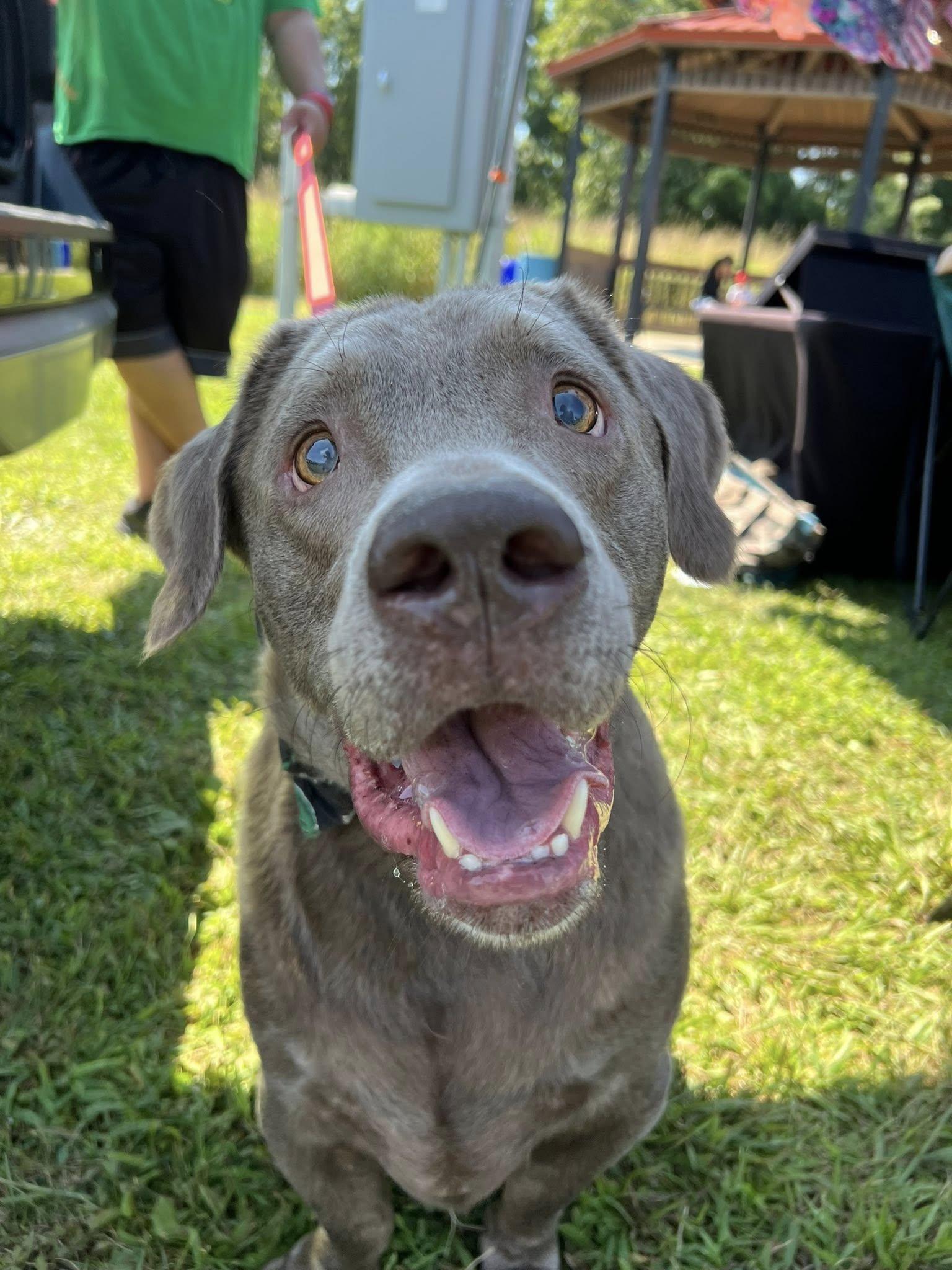 Enlarge Luke, a Adoptable Labrador Retriever in Warrington, PA image 1/6