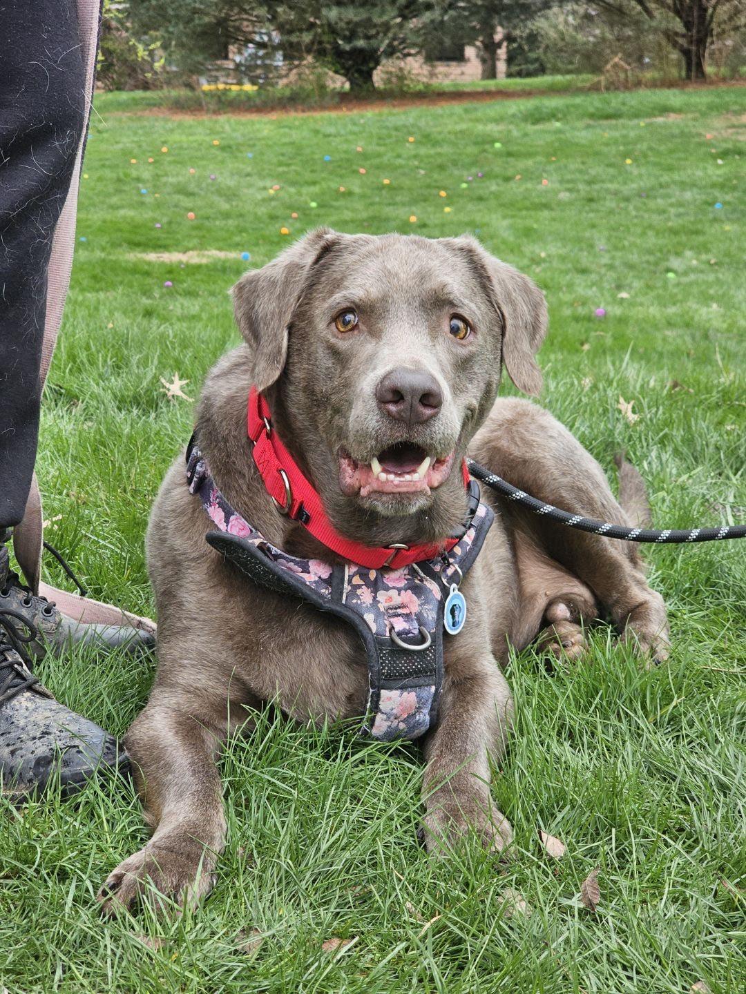 Enlarge Luke, a Adoptable Labrador Retriever in Warrington, PA image 5/6