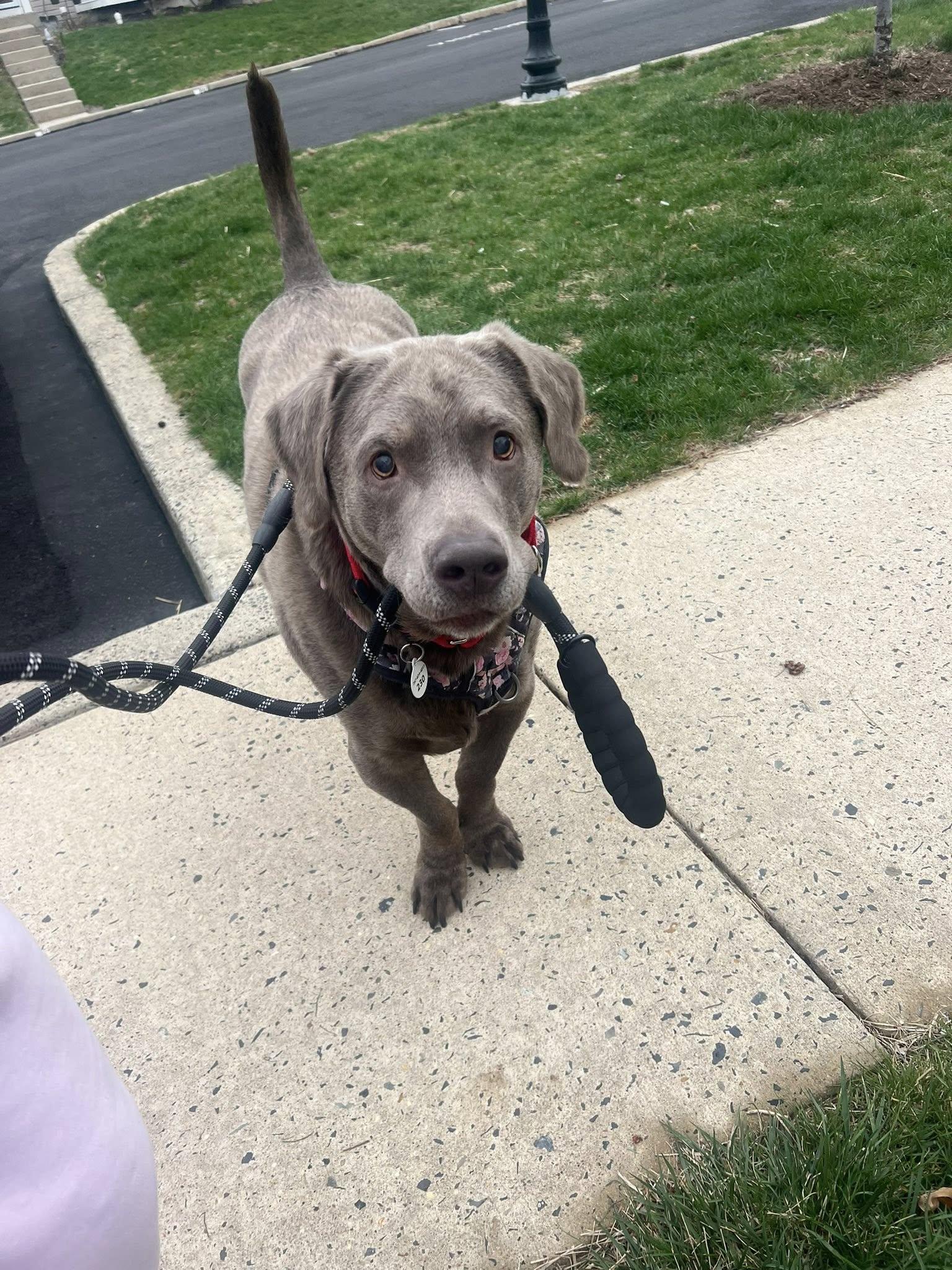 Enlarge Luke, a Adoptable Labrador Retriever in Warrington, PA image 6/6