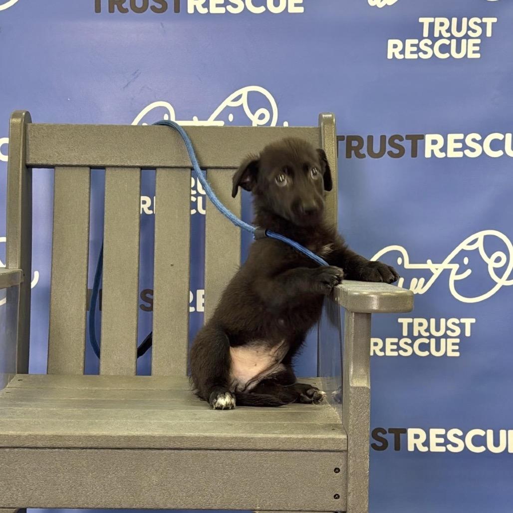 MOUSE, Adoptable, Puppy Male Terrier & Mixed Breed.