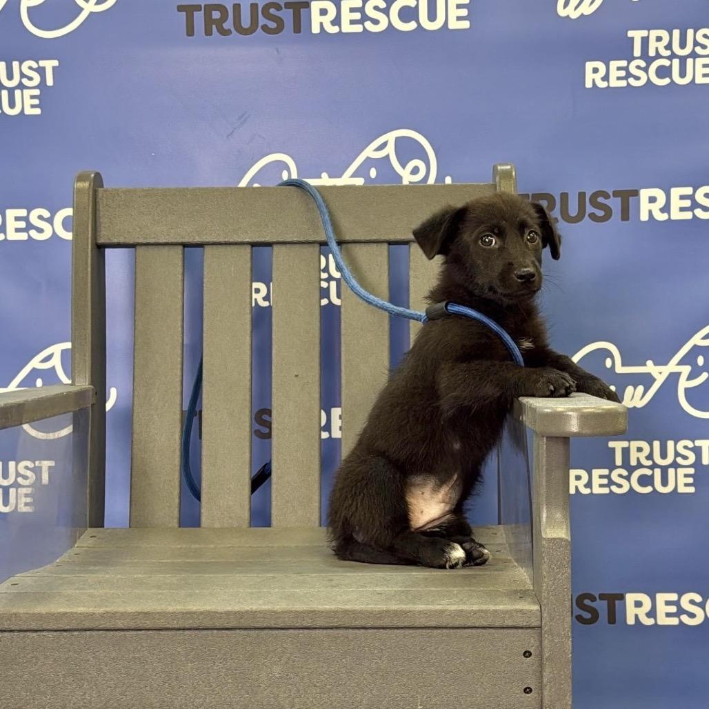 MOUSE, a Adoptable mixed breed in Berlin, NJ image 2/5