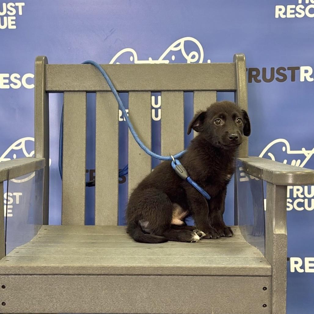 MOUSE, a Adoptable mixed breed in Berlin, NJ image 4/5