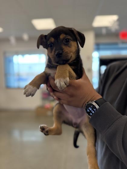 Troll Doll, Adoptable, Puppy Female Rottweiler & Shepherd.
