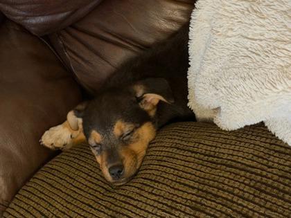 Enlarge Troll Doll, a Adoptable mixed breed in Fresno, CA image 2/3