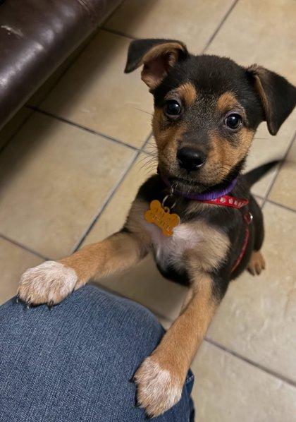 Enlarge Troll Doll, a Adoptable mixed breed in Fresno, CA image 3/3