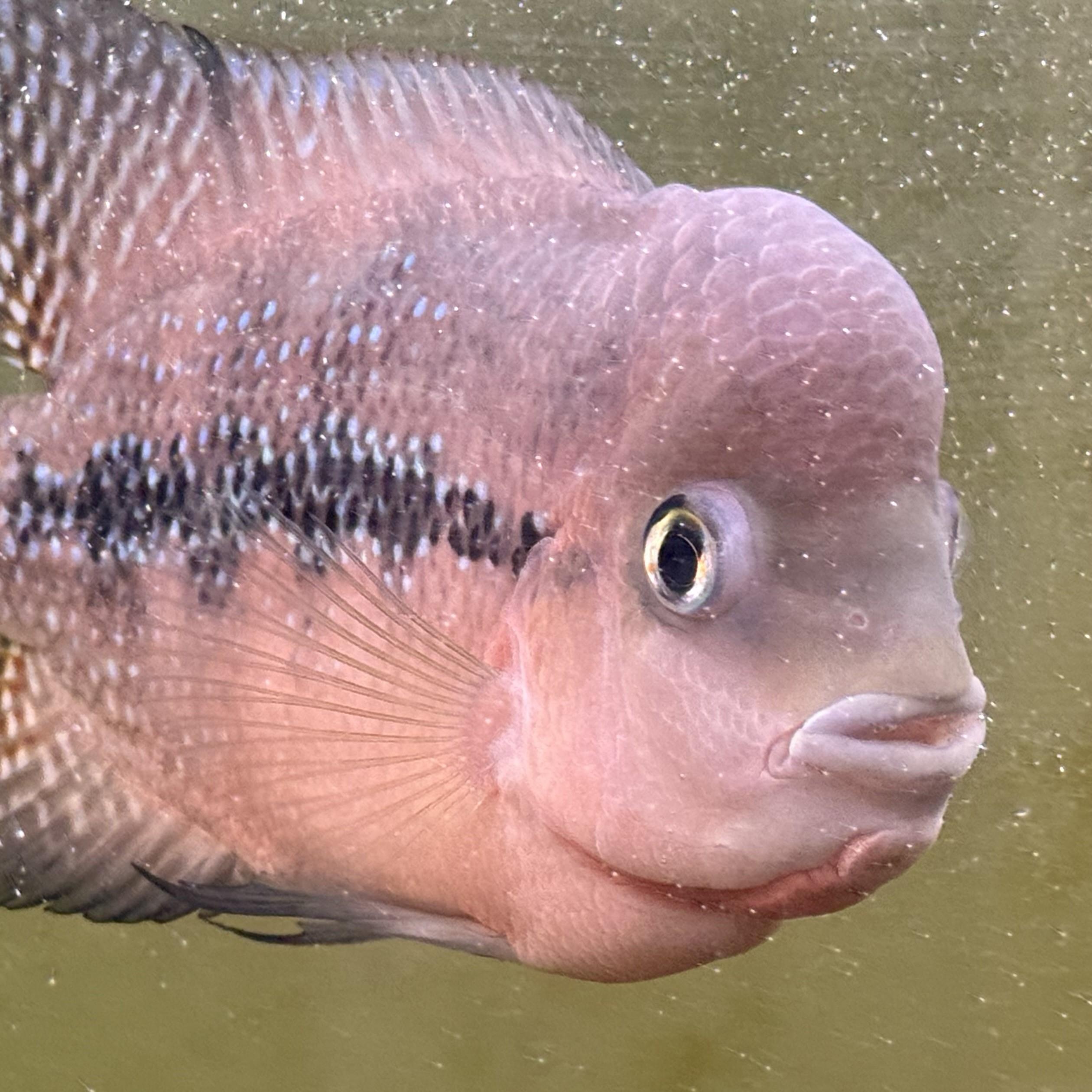 Olympic (Flowerhorn) - Adoptable Pet | Petfinder | Petfinder
