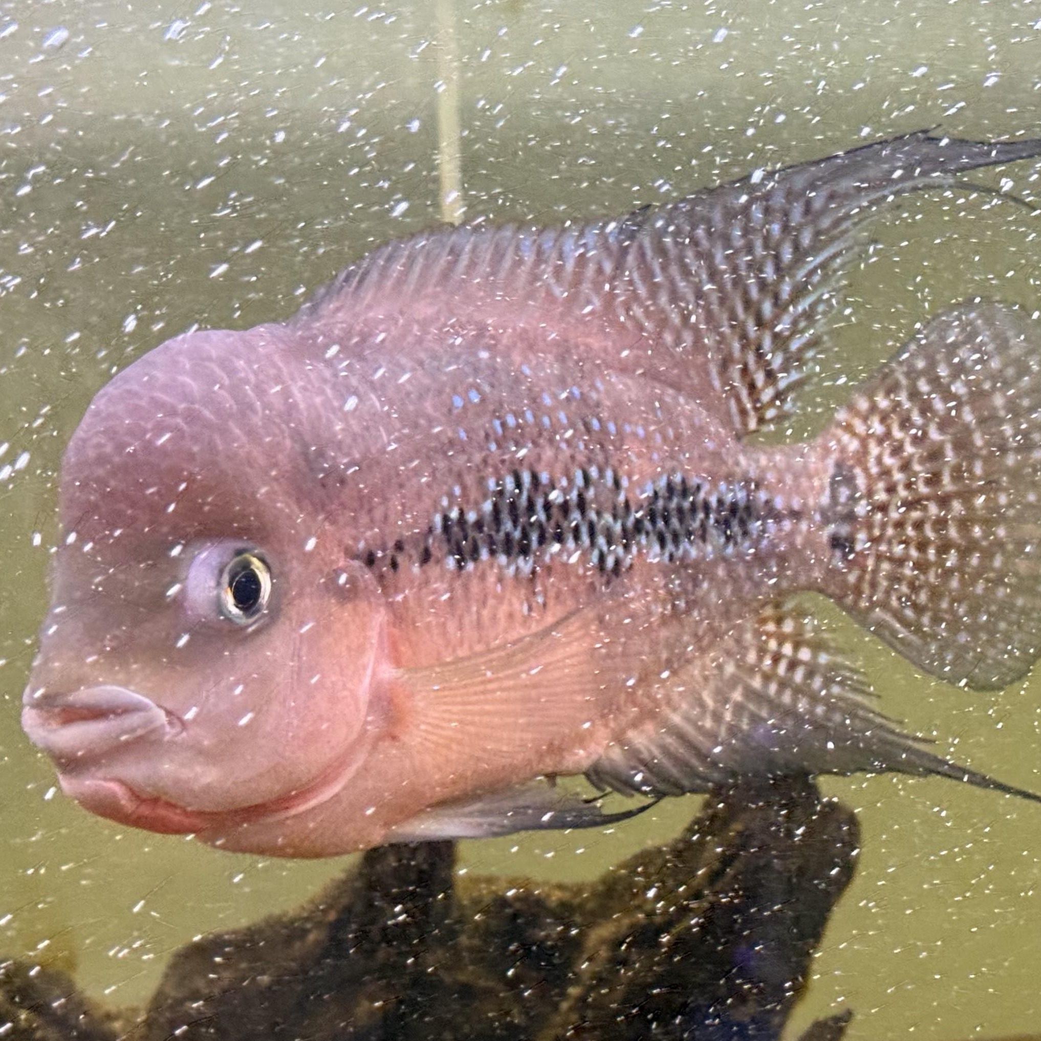 Olympic (Flowerhorn) - Adoptable Pet | Petfinder