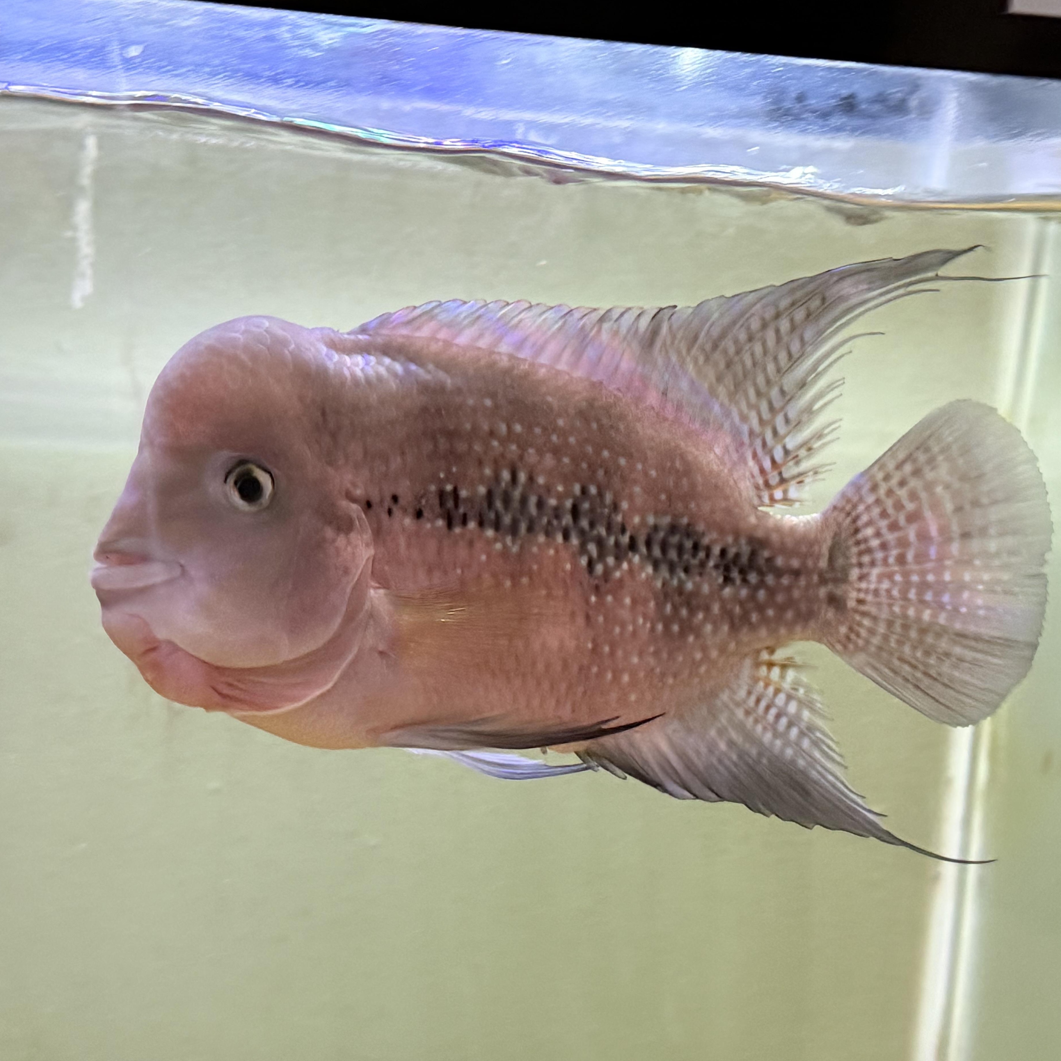 Olympic (Flowerhorn) - Adoptable Pet | Petfinder