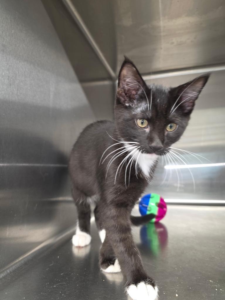 Houdini, Adopted, Kitten Male Domestic Short Hair.
