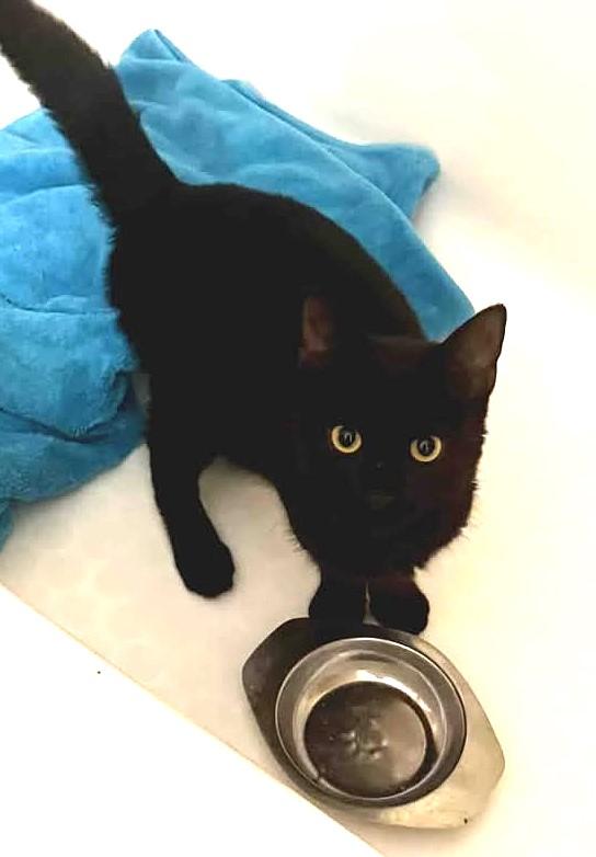 Pete, Adoptable, Young Male Domestic Short Hair.