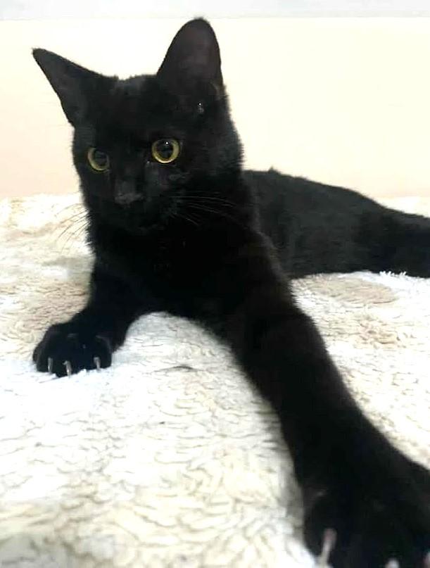 Pete, a Adoptable Domestic Short Hair in Greenville, NC image 2/5