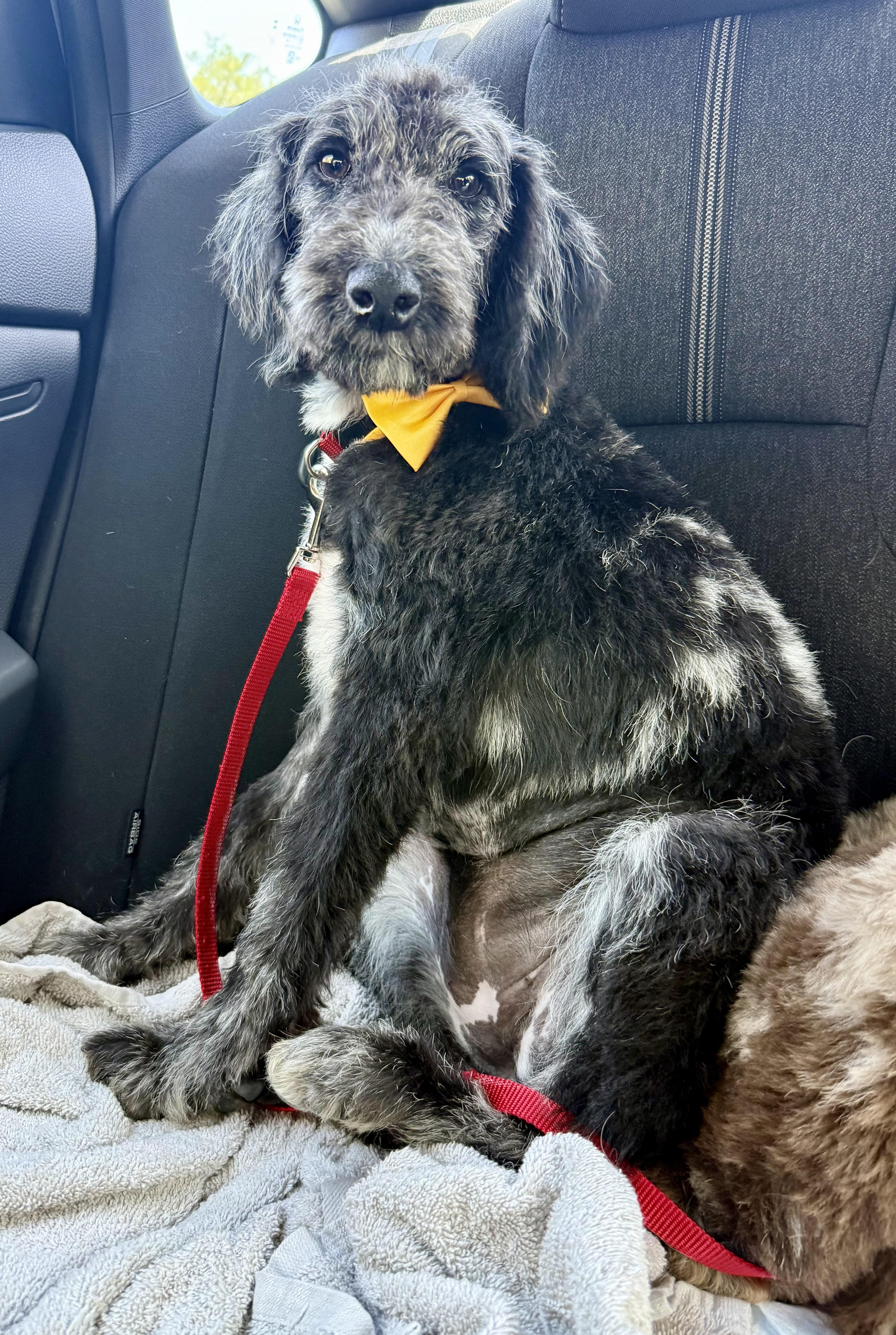 Hypoallergenic Labradoodle Puppy Girl Magi, an adopted Labradoodle in Boca Raton, FL image 6/6