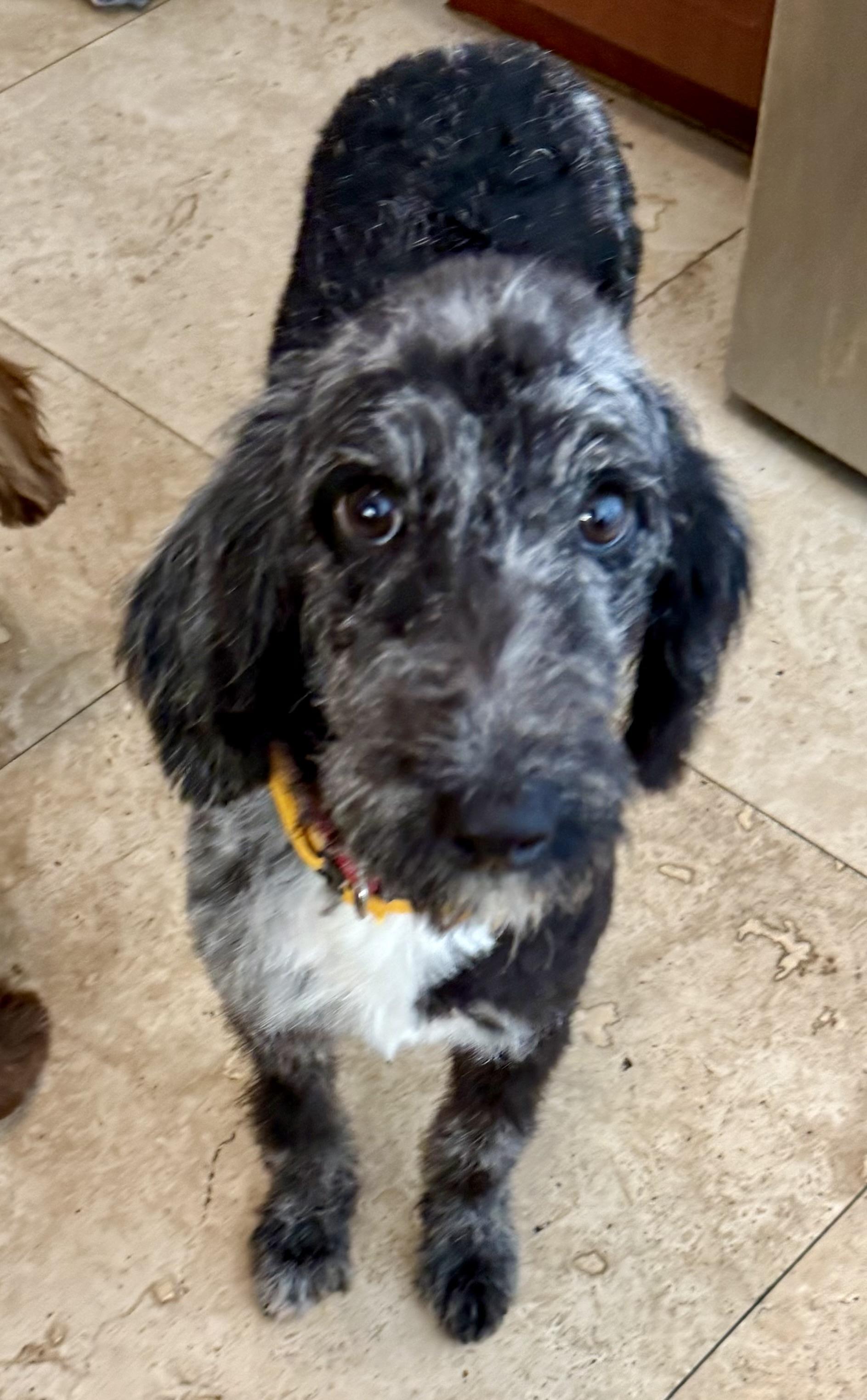 Hypoallergenic Labradoodle Puppy Girl Magi, an adopted Labradoodle in Boca Raton, FL image 1/6
