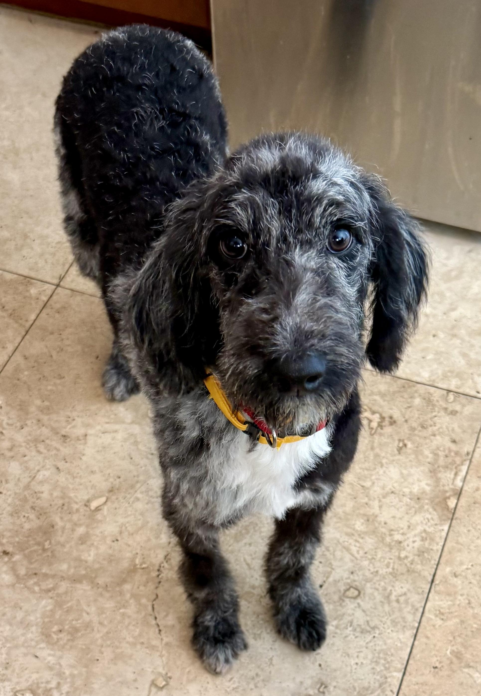 Hypoallergenic Labradoodle Puppy Girl Magi, an adopted Labradoodle in Boca Raton, FL image 2/6