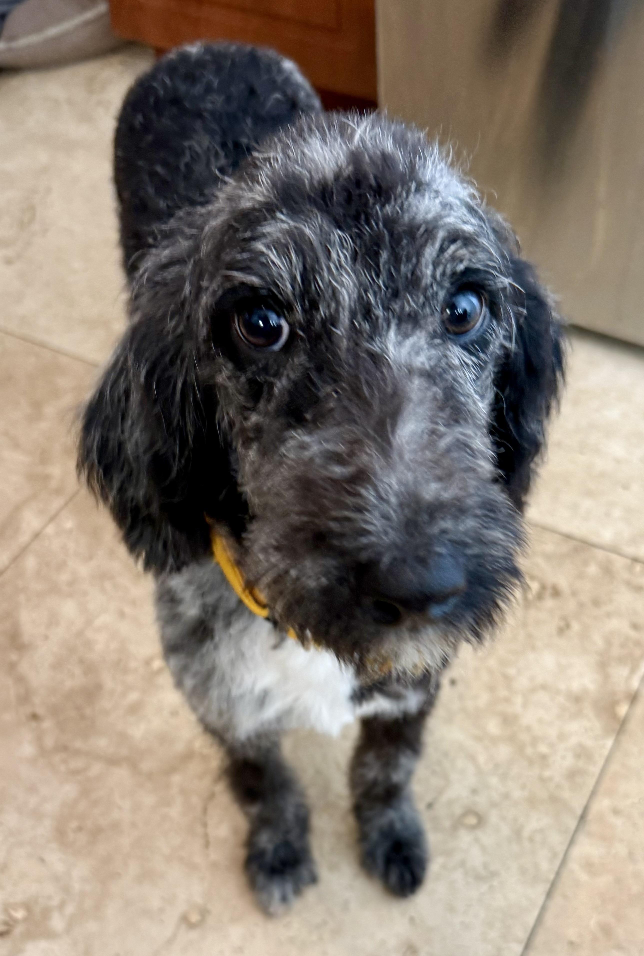 Hypoallergenic Labradoodle Puppy Girl Magi, an adopted Labradoodle in Boca Raton, FL image 3/6