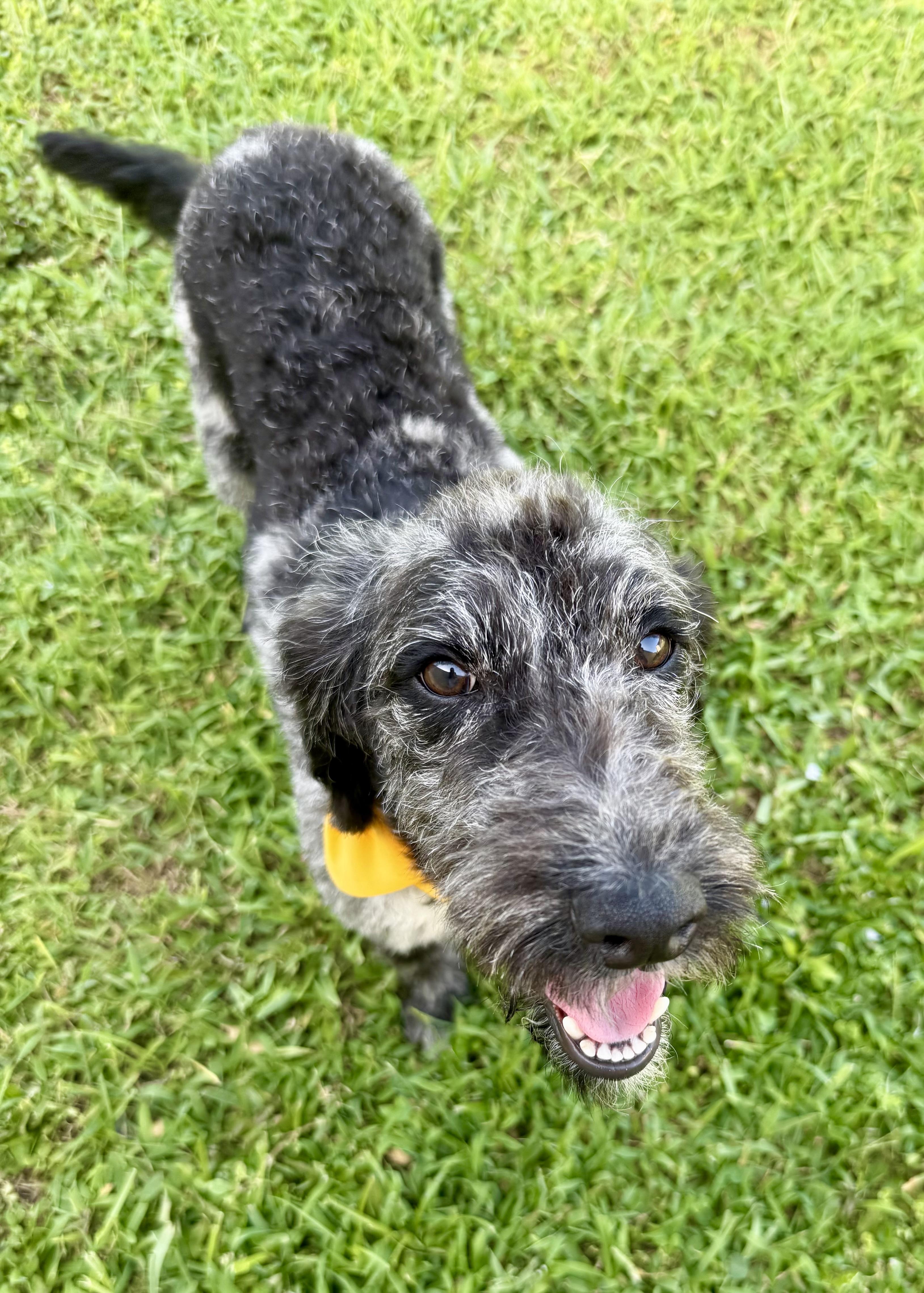 Hypoallergenic Labradoodle Puppy Girl Magi, an adopted Labradoodle in Boca Raton, FL image 4/6