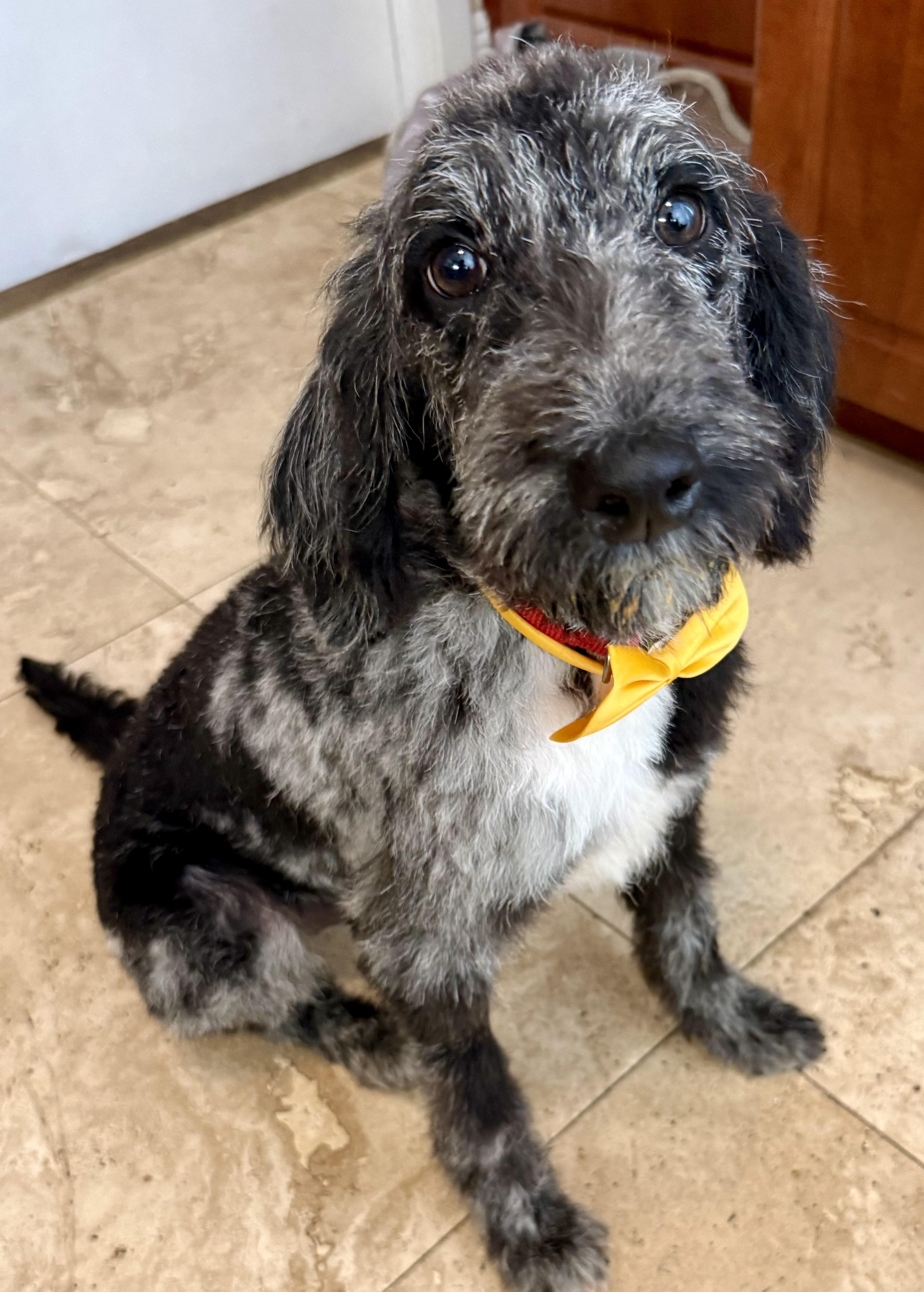 Hypoallergenic Labradoodle Puppy Girl Magi, an adopted Labradoodle in Boca Raton, FL image 5/6