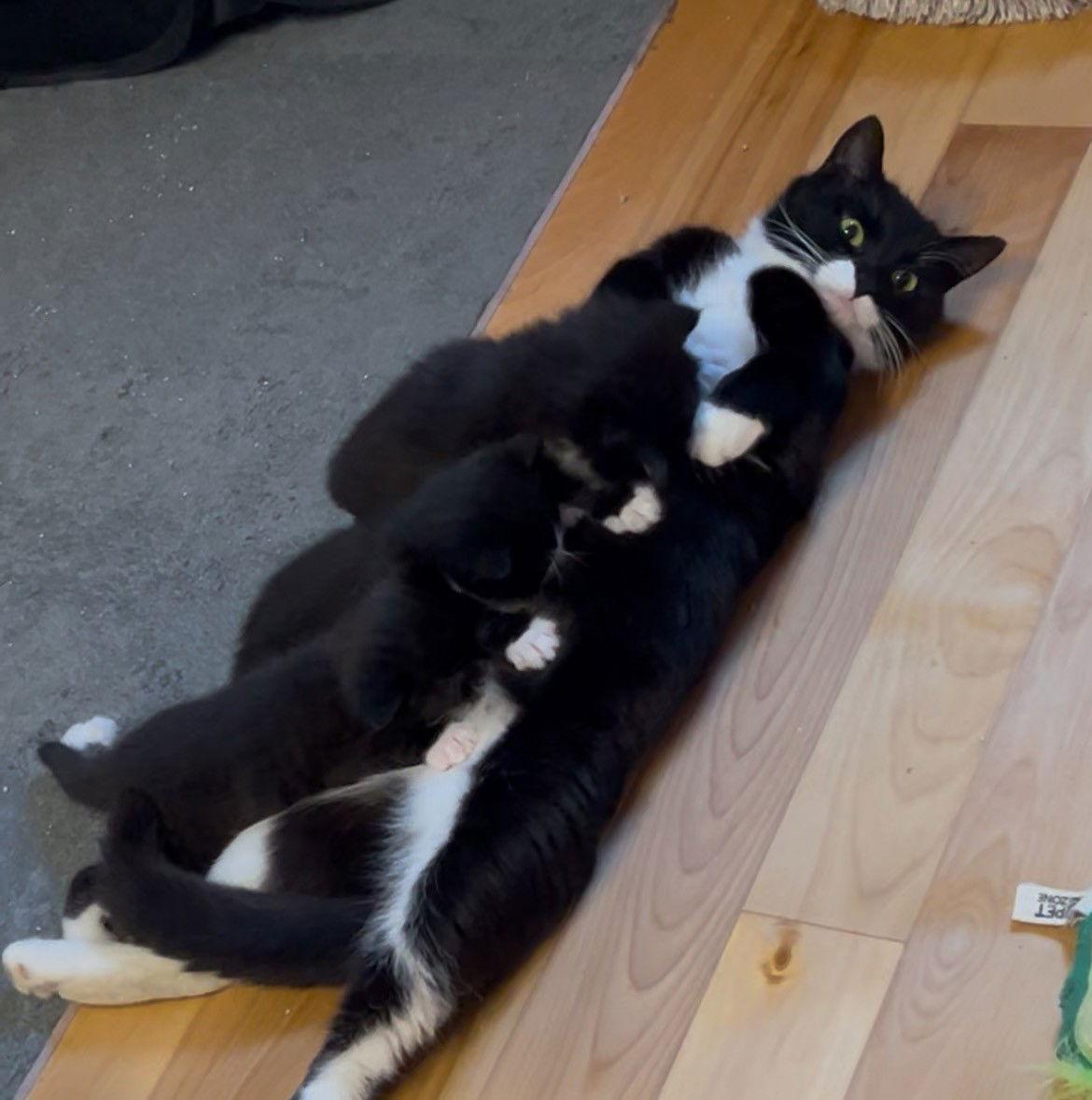 Versace, a Adopted mixed breed in Montreal, QC image 1/3