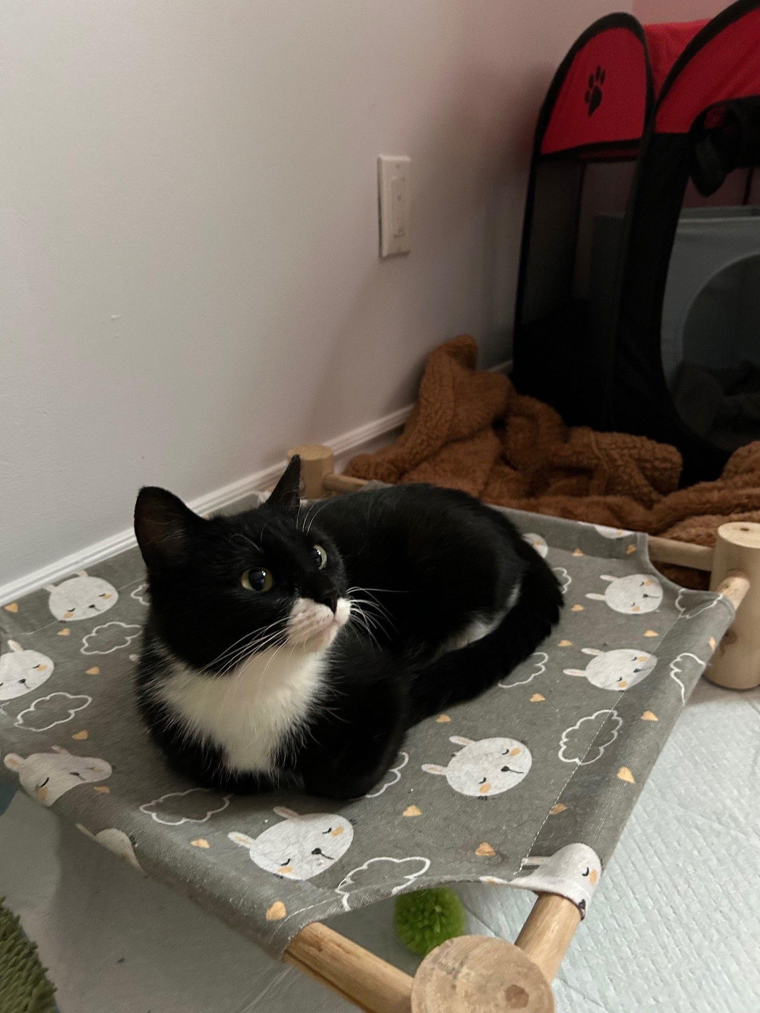 Versace, a Adopted mixed breed in Montreal, QC image 2/3