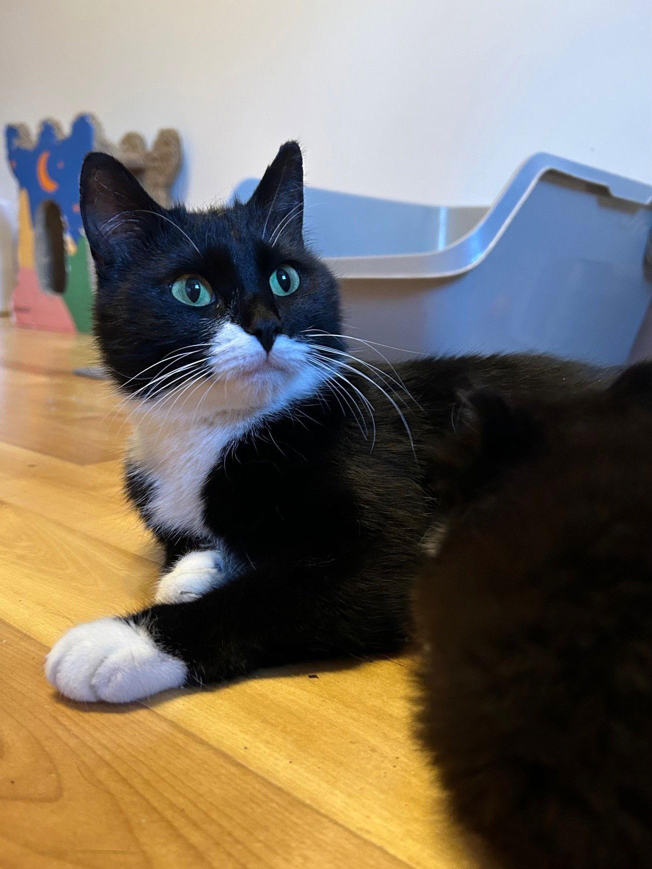 Versace, a Adopted mixed breed in Montreal, QC image 3/3