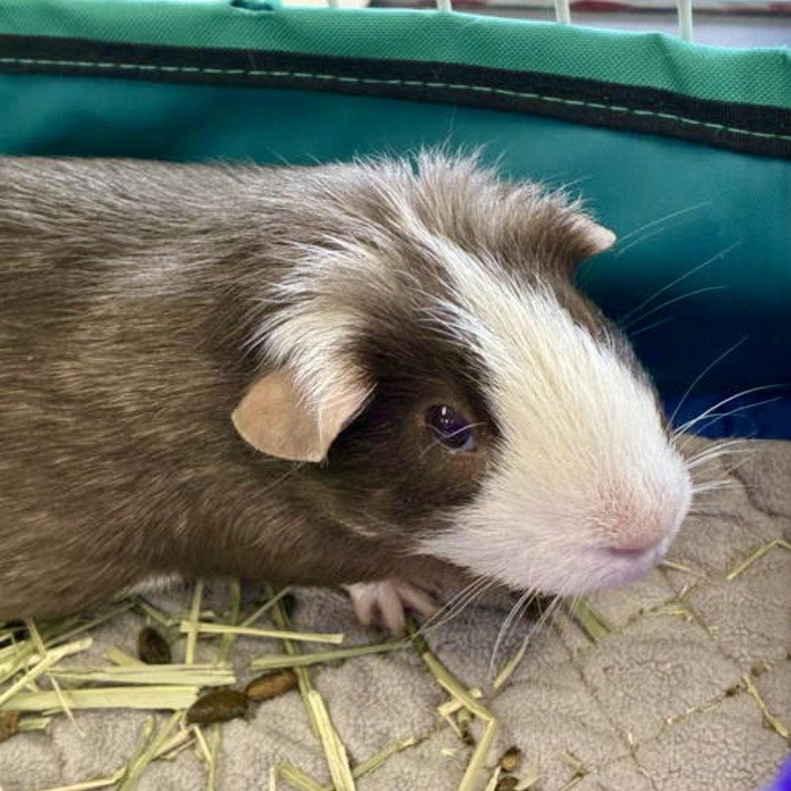 The Golden Girls, Adoptable, Adult Female Guinea Pig.