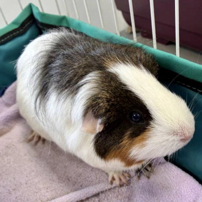 The Golden Girls, a Adoptable Guinea Pig in Georgetown, KY image 2/3