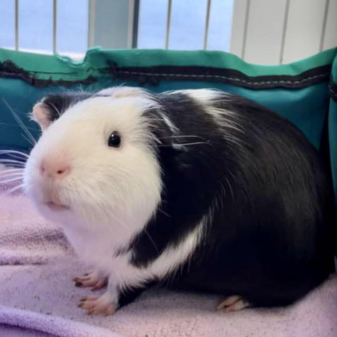 The Golden Girls, a Adoptable Guinea Pig in Georgetown, KY image 3/3
