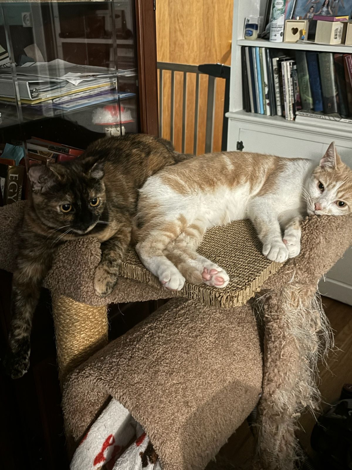 Pumpkin and Spice, Adopted, Young Male Domestic Short Hair.