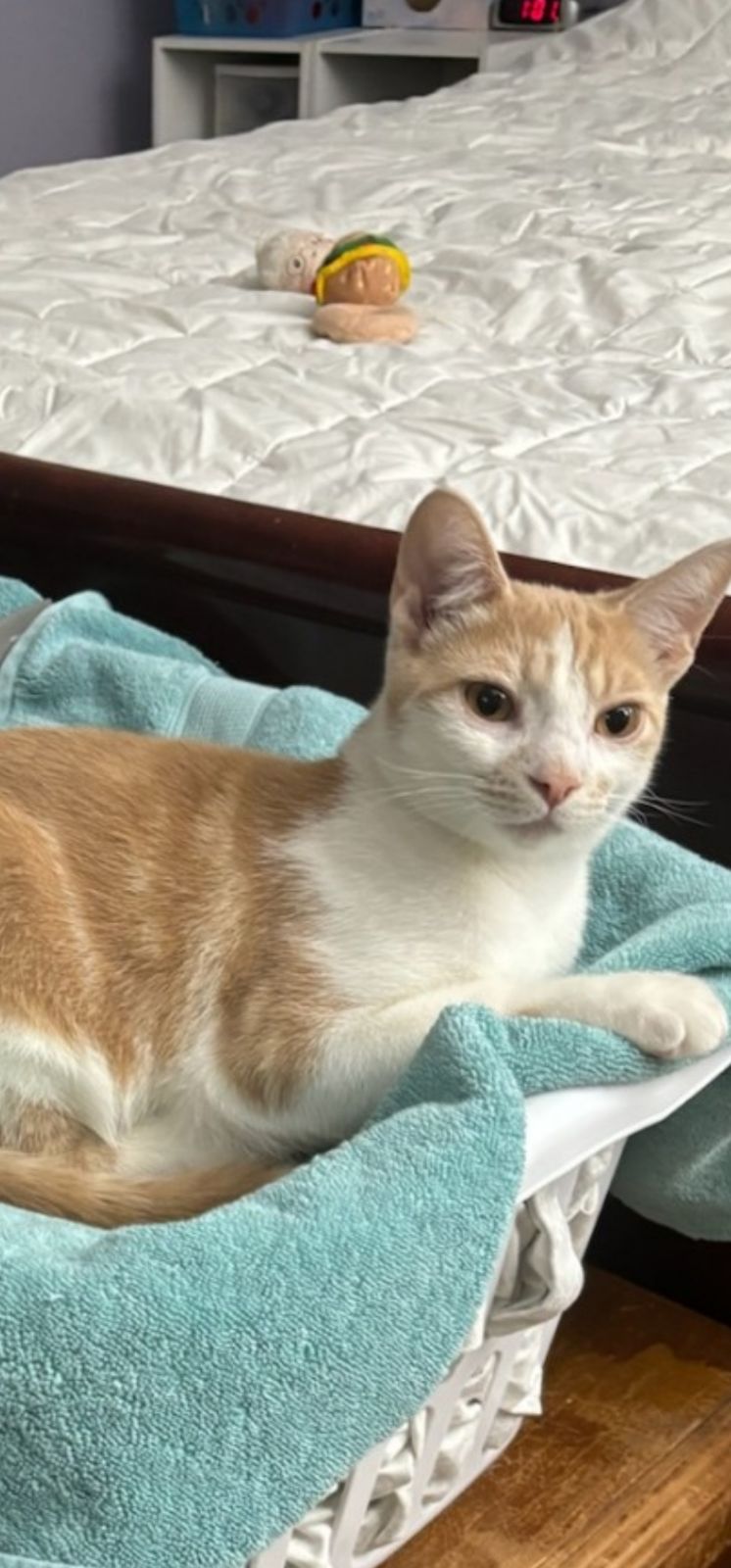 Enlarge Pumpkin and Spice, a Adopted Domestic Short Hair in Grand Island, NY image 2/3