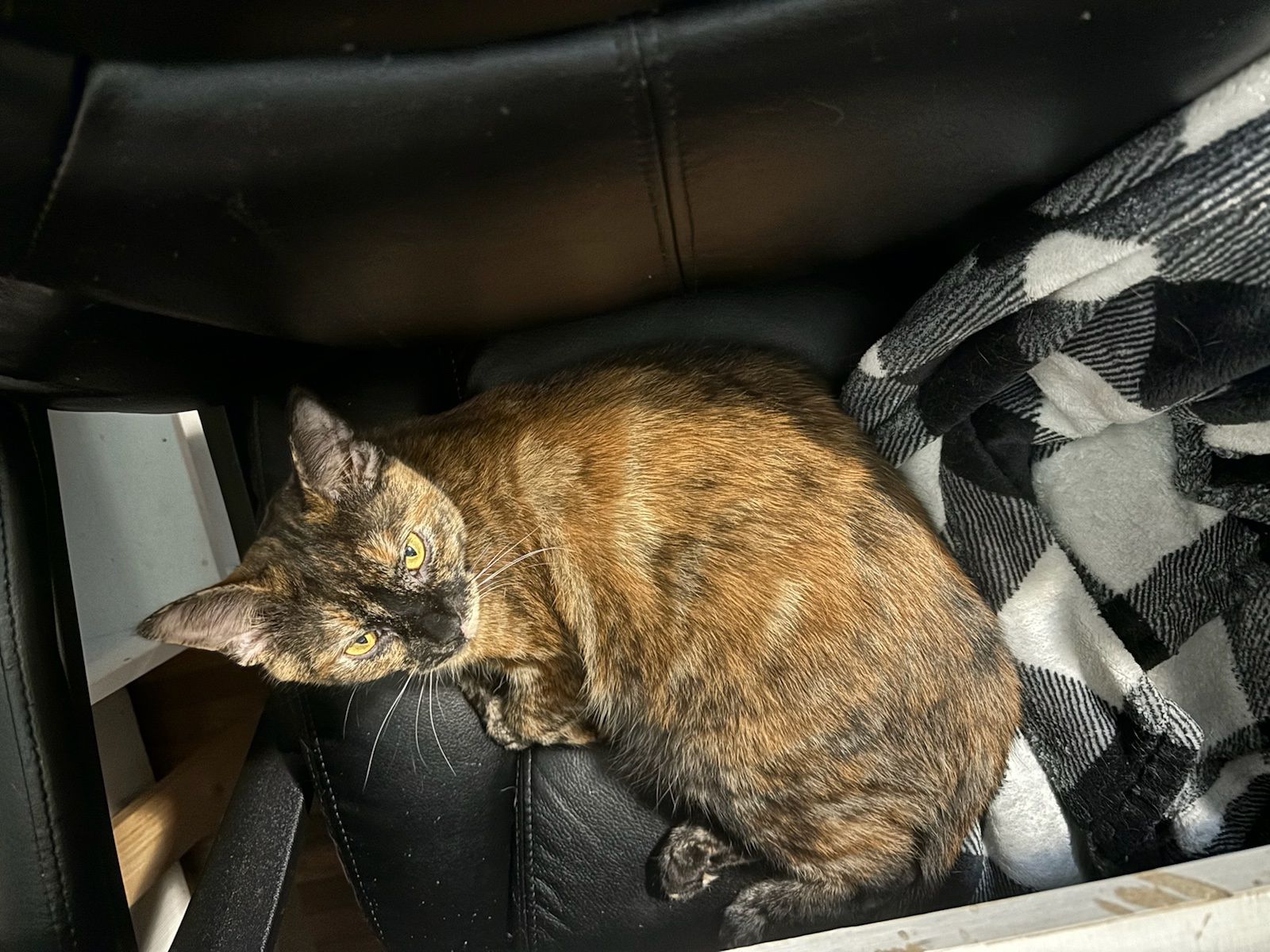 Enlarge Pumpkin and Spice, a Adopted Domestic Short Hair in Grand Island, NY image 3/3