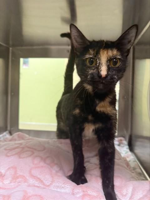 CREAM, Adoptable, Young Female Domestic Short Hair.