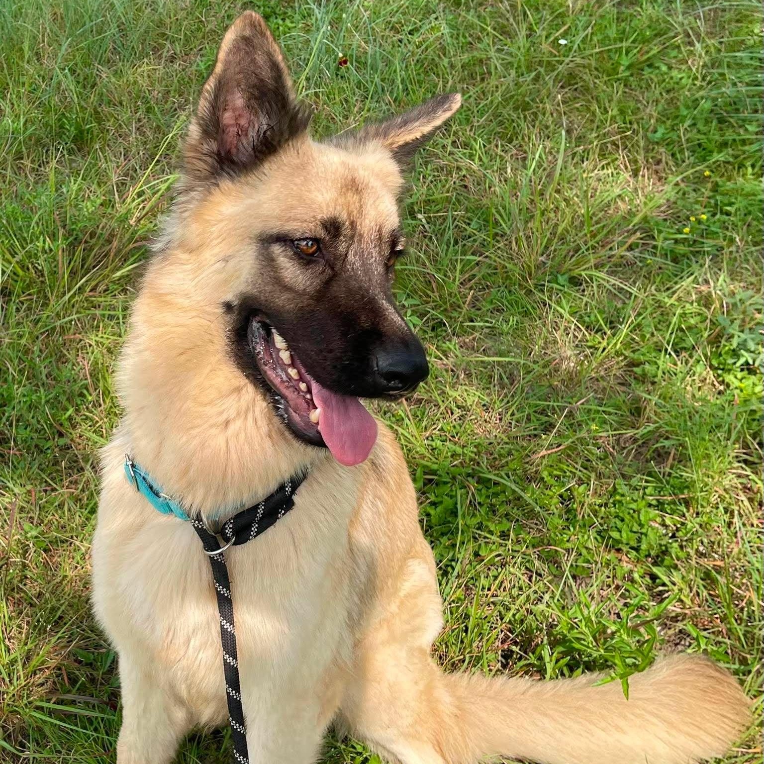 Enlarge Hope, an adopted German Shepherd Dog in Center Point, TX image 5/6