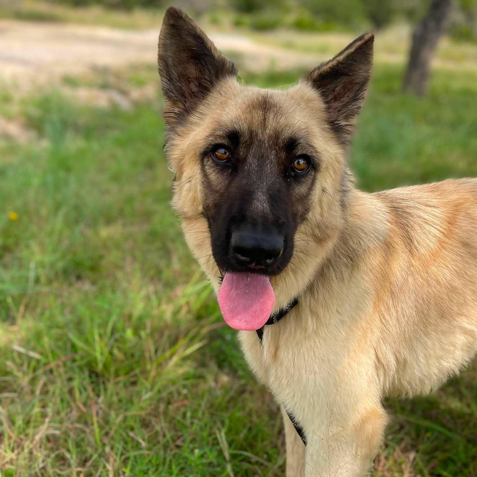 Enlarge Hope, an adopted German Shepherd Dog in Center Point, TX image 2/6