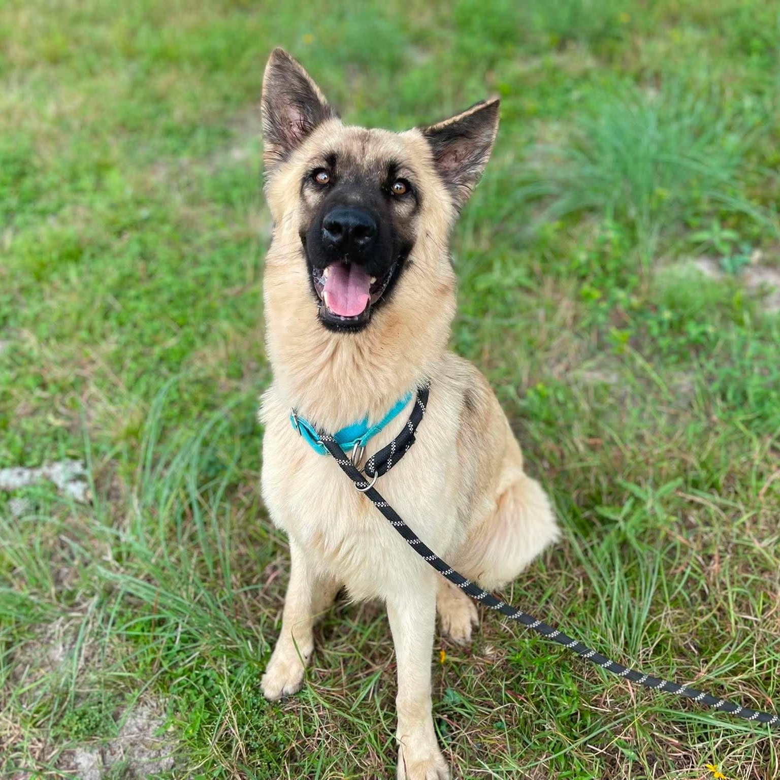 Enlarge Hope, an adopted German Shepherd Dog in Center Point, TX image 4/6