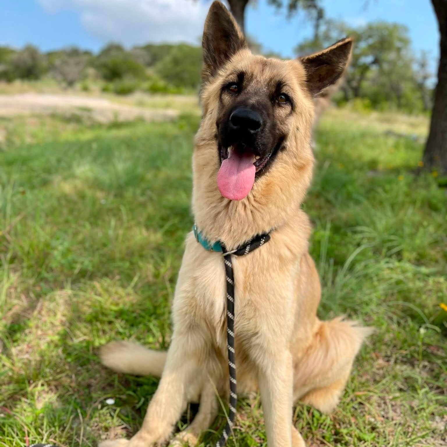 Enlarge Hope, an adopted German Shepherd Dog in Center Point, TX image 3/6