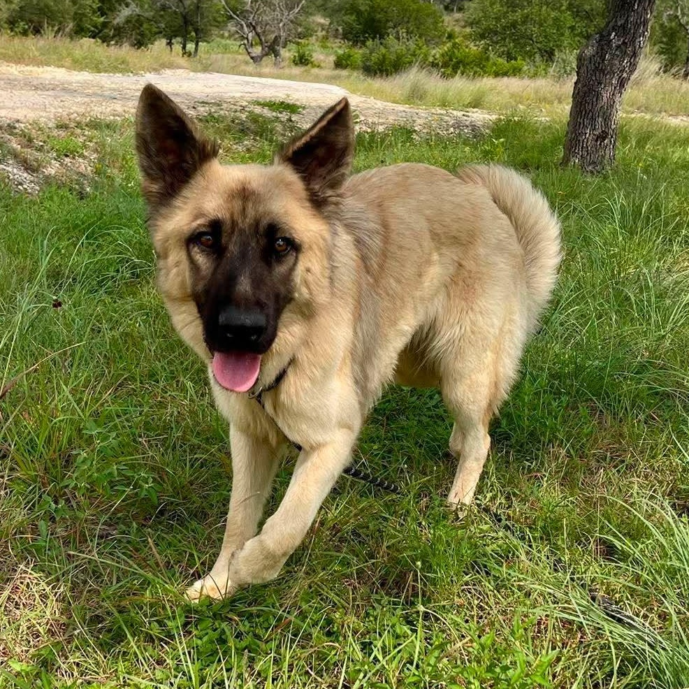 Hope, adopted, Young Female German Shepherd Dog.