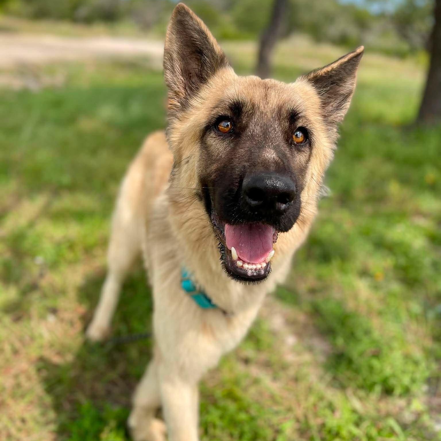 Enlarge Hope, an adopted German Shepherd Dog in Center Point, TX image 6/6