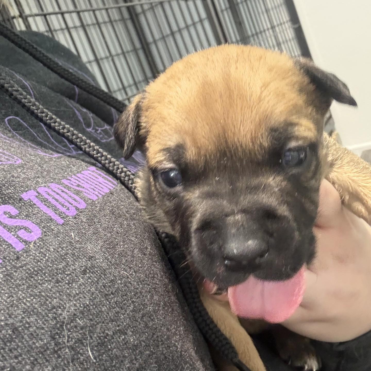 Enlarge Sonny, a ADOPTABLE mixed breed in Grafton, OH image 1/2