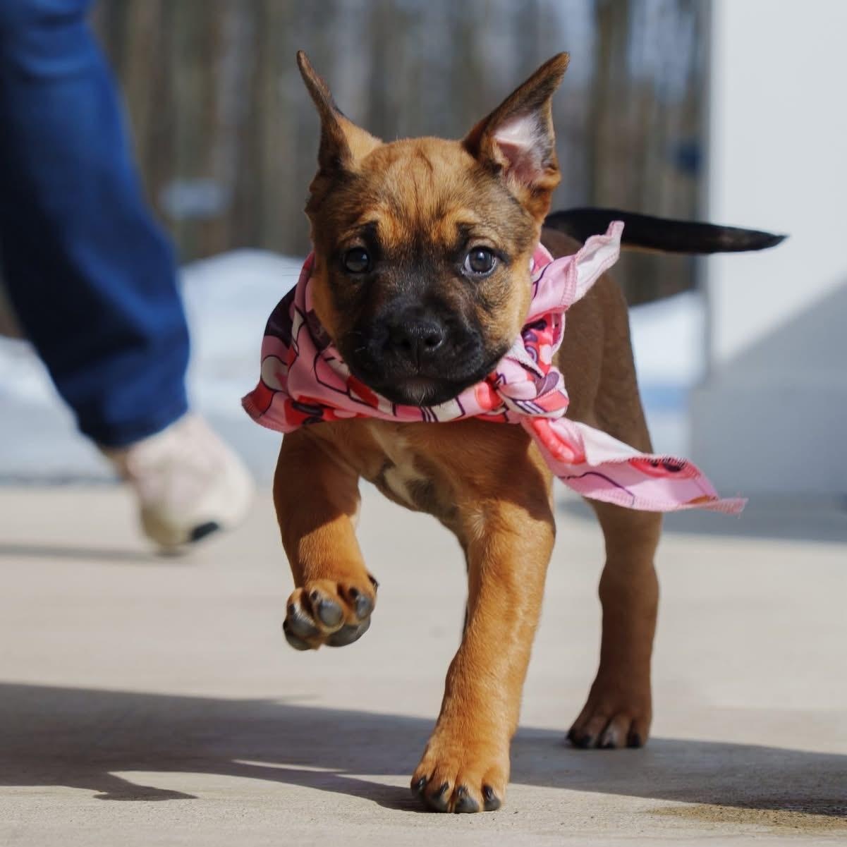 Enlarge Sonny, a ADOPTABLE mixed breed in Grafton, OH image 5/5