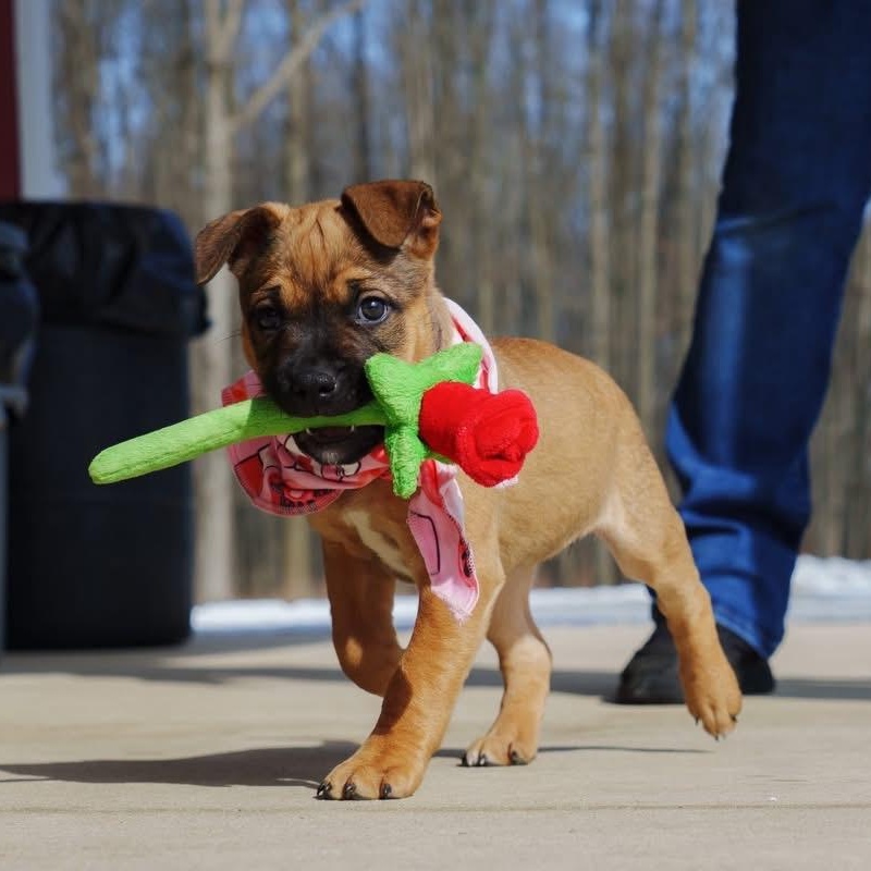 Enlarge Sonny, a ADOPTABLE mixed breed in Grafton, OH image 4/5