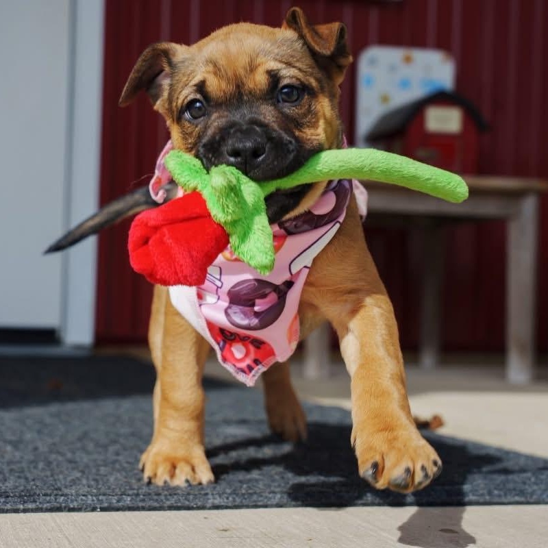 Enlarge Sonny, a ADOPTABLE mixed breed in Grafton, OH image 3/5