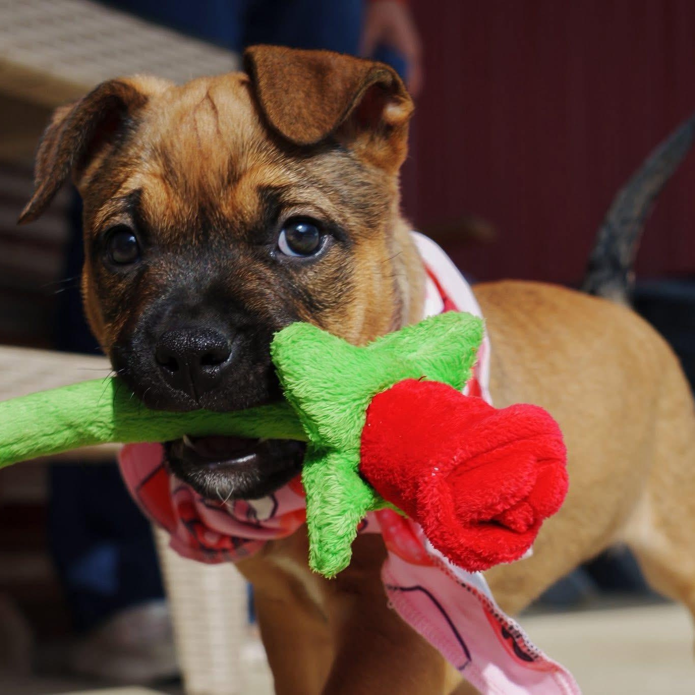 Enlarge Sonny, a ADOPTABLE mixed breed in Grafton, OH image 2/5