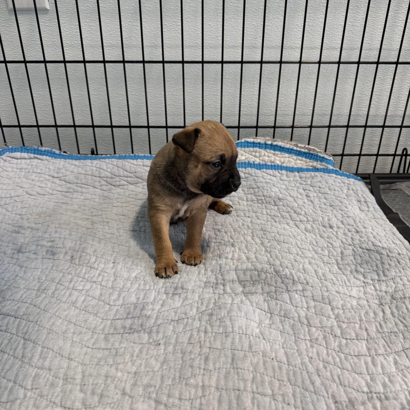 Enlarge Sonny, a ADOPTABLE mixed breed in Grafton, OH image 2/2