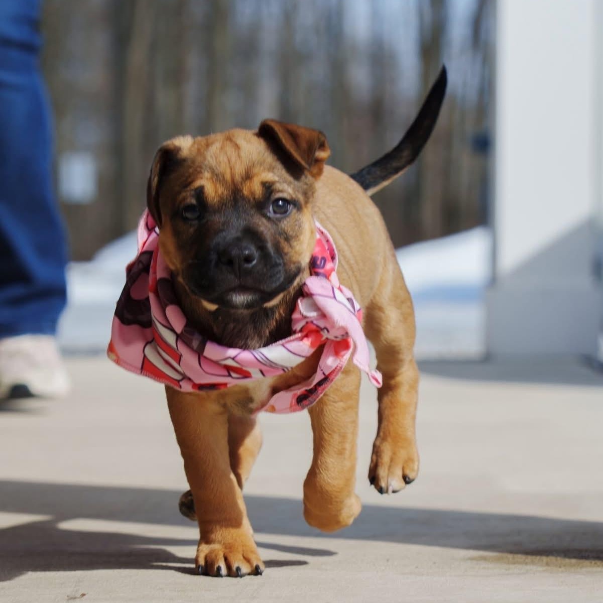 Enlarge Sonny, a ADOPTABLE mixed breed in Grafton, OH image 1/5