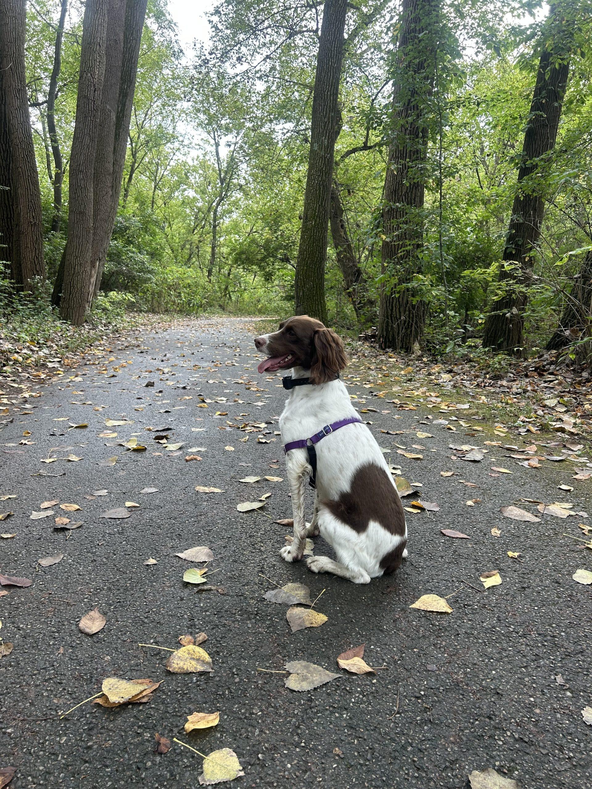 LUCY - 20042787 - OH, adopted, Adult Female Brittany Spaniel.