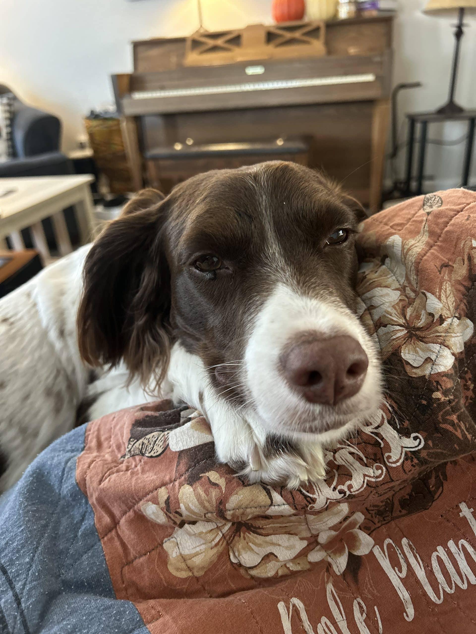 Enlarge LUCY - 20042787 - OH, an adopted Brittany Spaniel in Sugar Grove, IL image 2/4