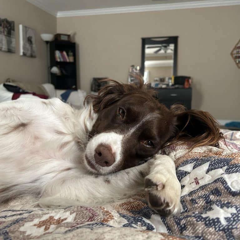Enlarge LUCY - 20042787 - OH, an adopted Brittany Spaniel in Sugar Grove, IL image 3/4