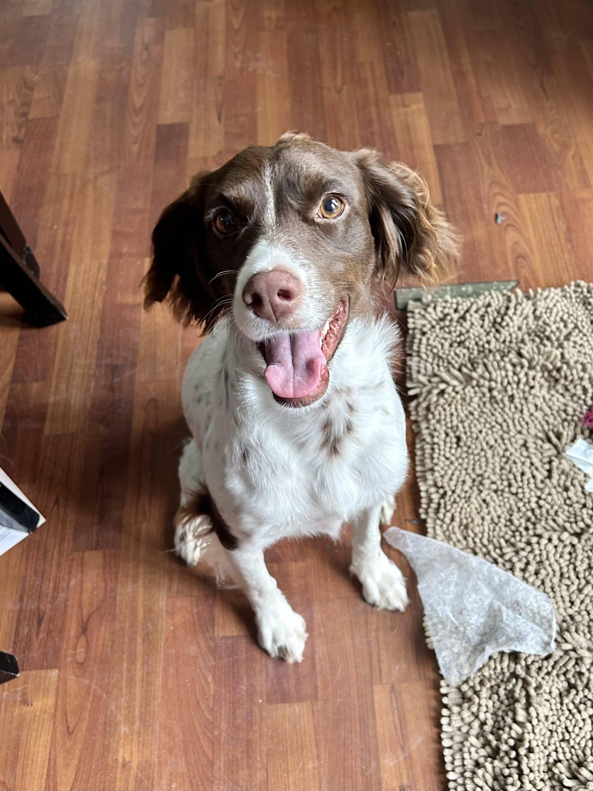 Enlarge LUCY - 20042787 - OH, an adopted Brittany Spaniel in Sugar Grove, IL image 4/4