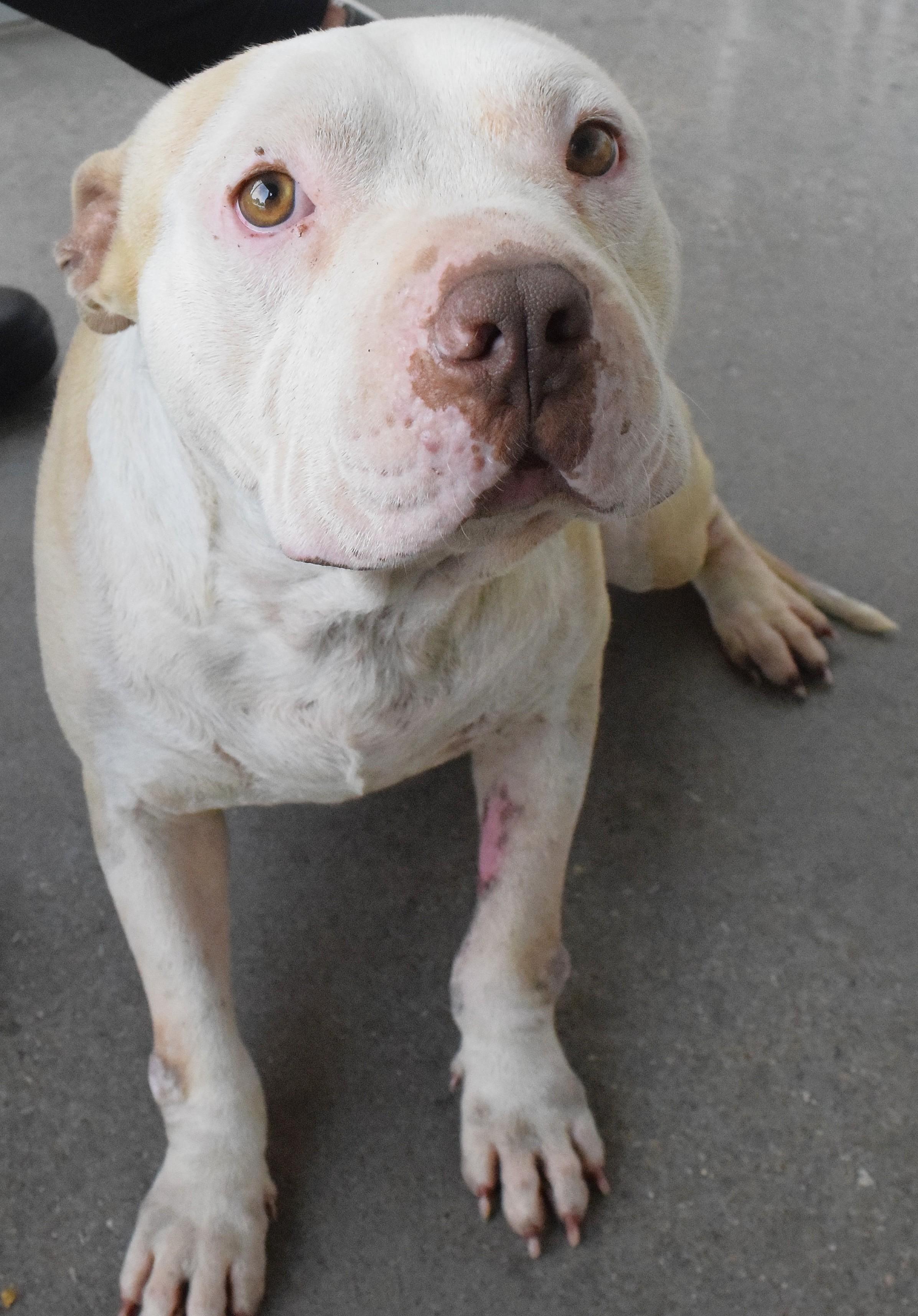 22505, ADOPTABLE, Adult Male Pit Bull Terrier.